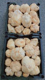 Faqa Zubaidi Saudi - ( الفقع زبيدي سعودي )