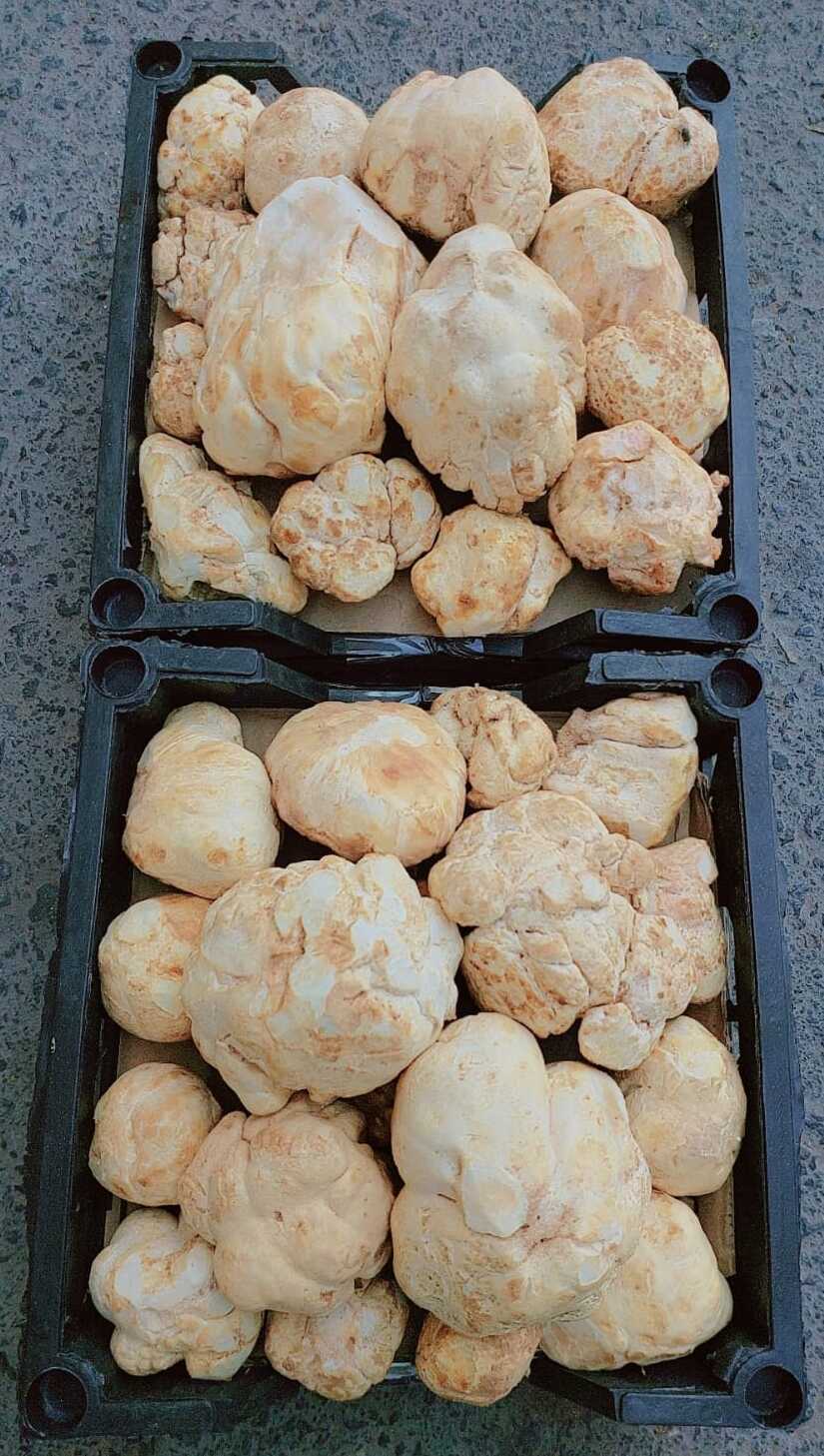 1c0c5d17-3489-406b-99ae-0a006715933c (1) Faqa Zubaidi Saudi - ( الفقع زبيدي سعودي ) - Image 1