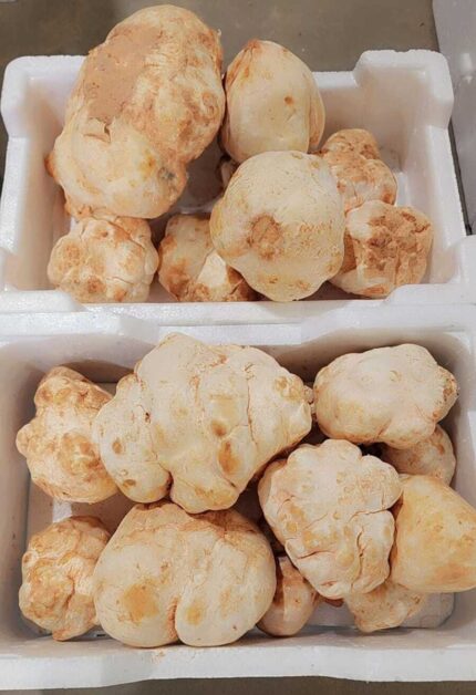 Faqa Zubaidi Saudi - ( الفقع زبيدي سعودي )