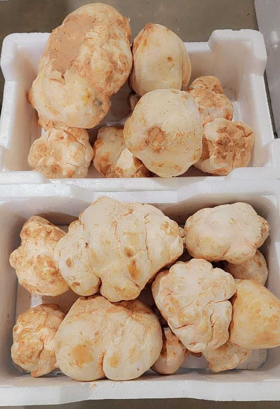 1e21e96a-e9d4-4eb9-afe7-ad392fb8b162 (1) Faqa Zubaidi Saudi - ( الفقع زبيدي سعودي ) - Image 1