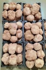 Faqa Ikhlas Saudi- ( الفقع إخلاص سعودي )