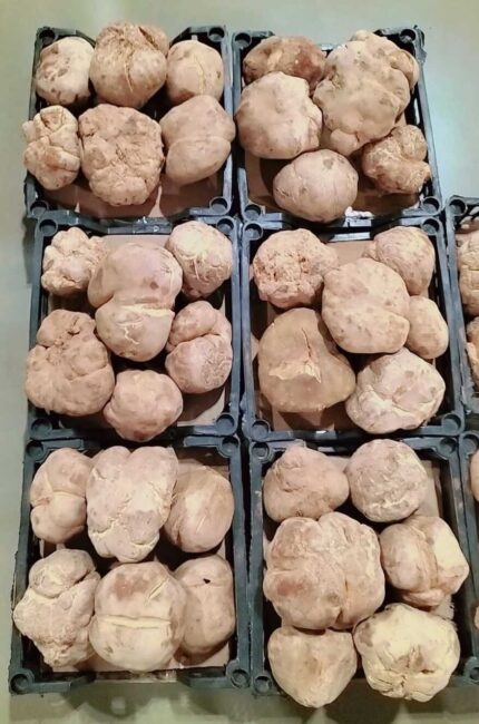 Faqa Ikhlas Saudi- ( الفقع إخلاص سعودي )