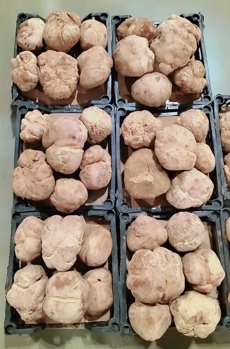 3f86f521-7c0e-498e-ab44-2b1c9b421ab3 (1) Faqa Ikhlas Saudi- ( الفقع إخلاص سعودي ) - Image 1