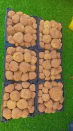 Faqa Ikhlas - ( الفقع إخلاص ) - Image 2