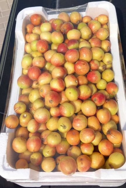 Seedless Saudi Kenar - ( كينار سعودي بدون بذر )