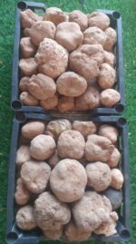 Faqa Ikhlas - ( الفقع إخلاص )