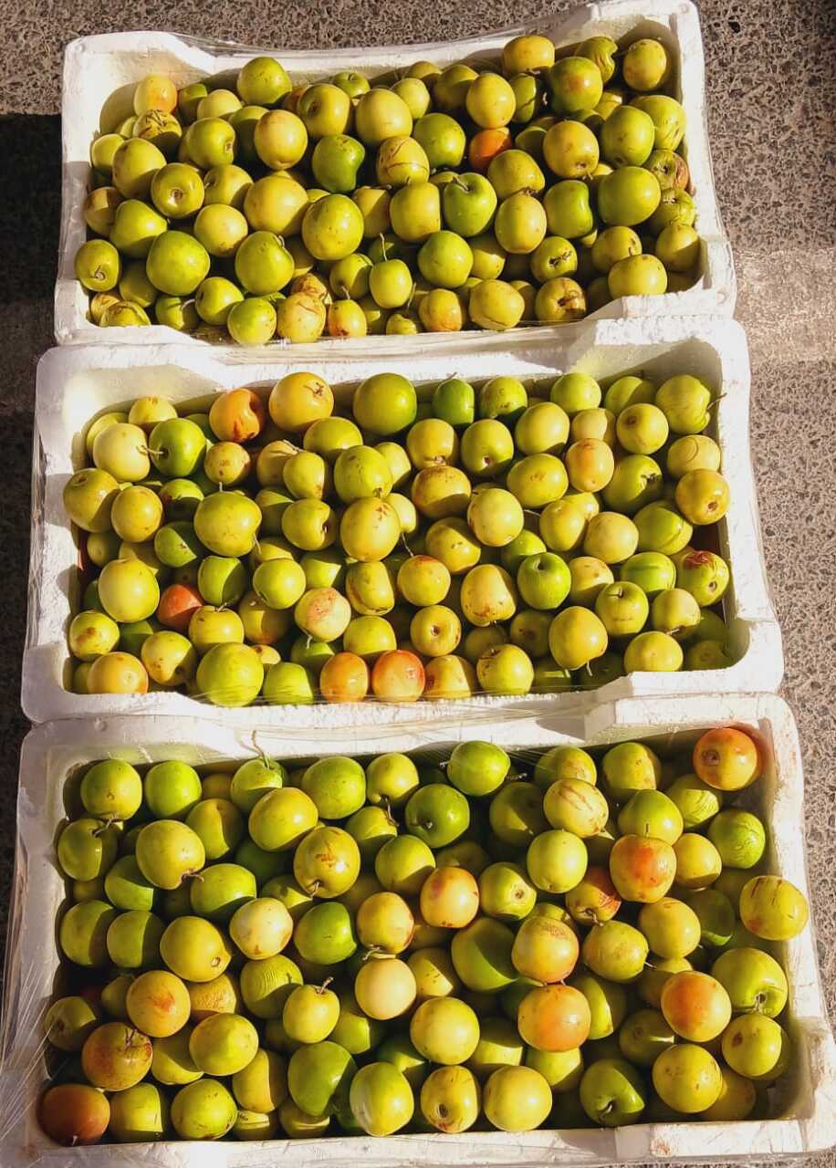 e223f4d9-d864-4988-bce4-2b132581e66a (1) Sweet Doha Kenar - ( كينار حلو الدوحة ) - Image 1